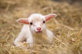 Baby Lamb