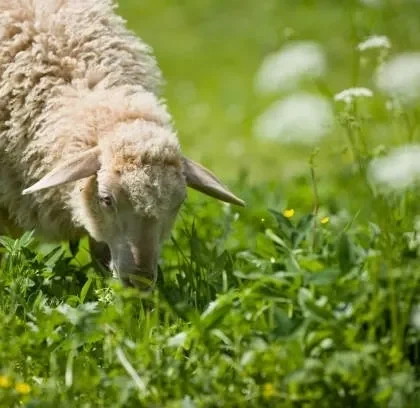 Lamb