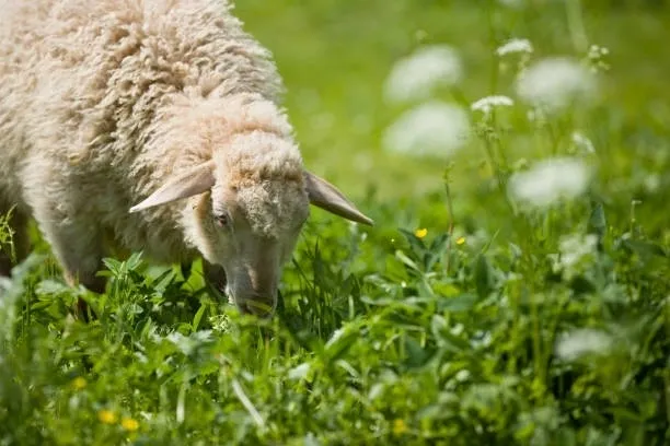 Lamb
