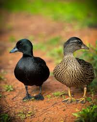 Ducks