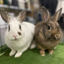Rabbits